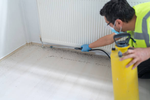 Wasp Removal Services in Crestwood, MO