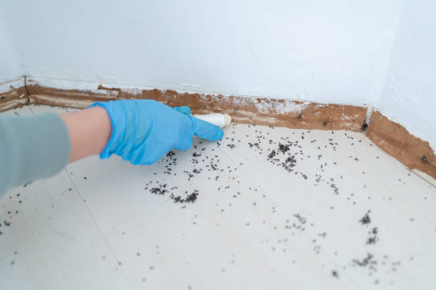 Best Pest Control Near Me  in Crestwood, MO